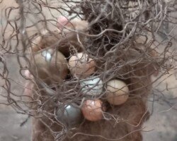 a composition of earth spheres, human hair and rosemary roots