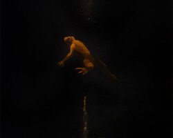 toad in underwater darkness who moved underwater sands